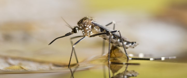 5 idées reçues sur les moustiques