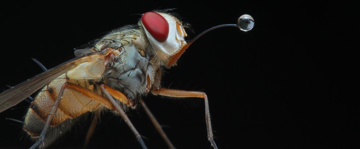 Comment reconnaître et soigner une piqûre de mouche charbonneuse ?