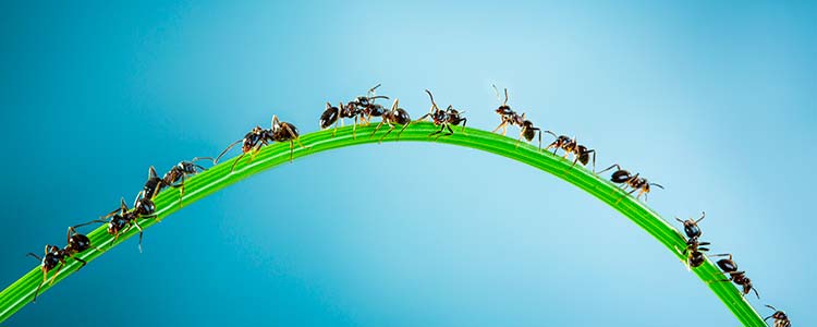 Les fourmis : qui sont-elles et comment s'en débarrasser ?