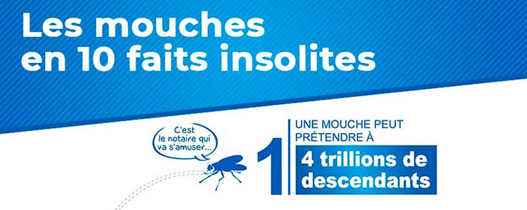 10 faits insolites sur les mouches