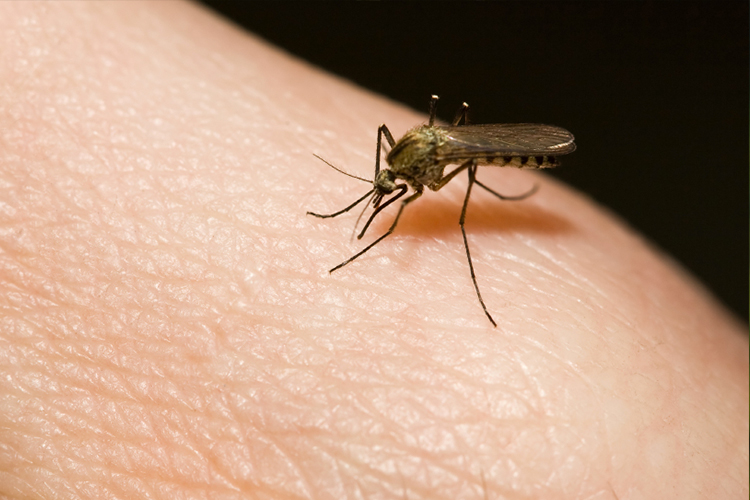 Virus Zika : qu’est-ce que c’est et comment s’en protéger ?