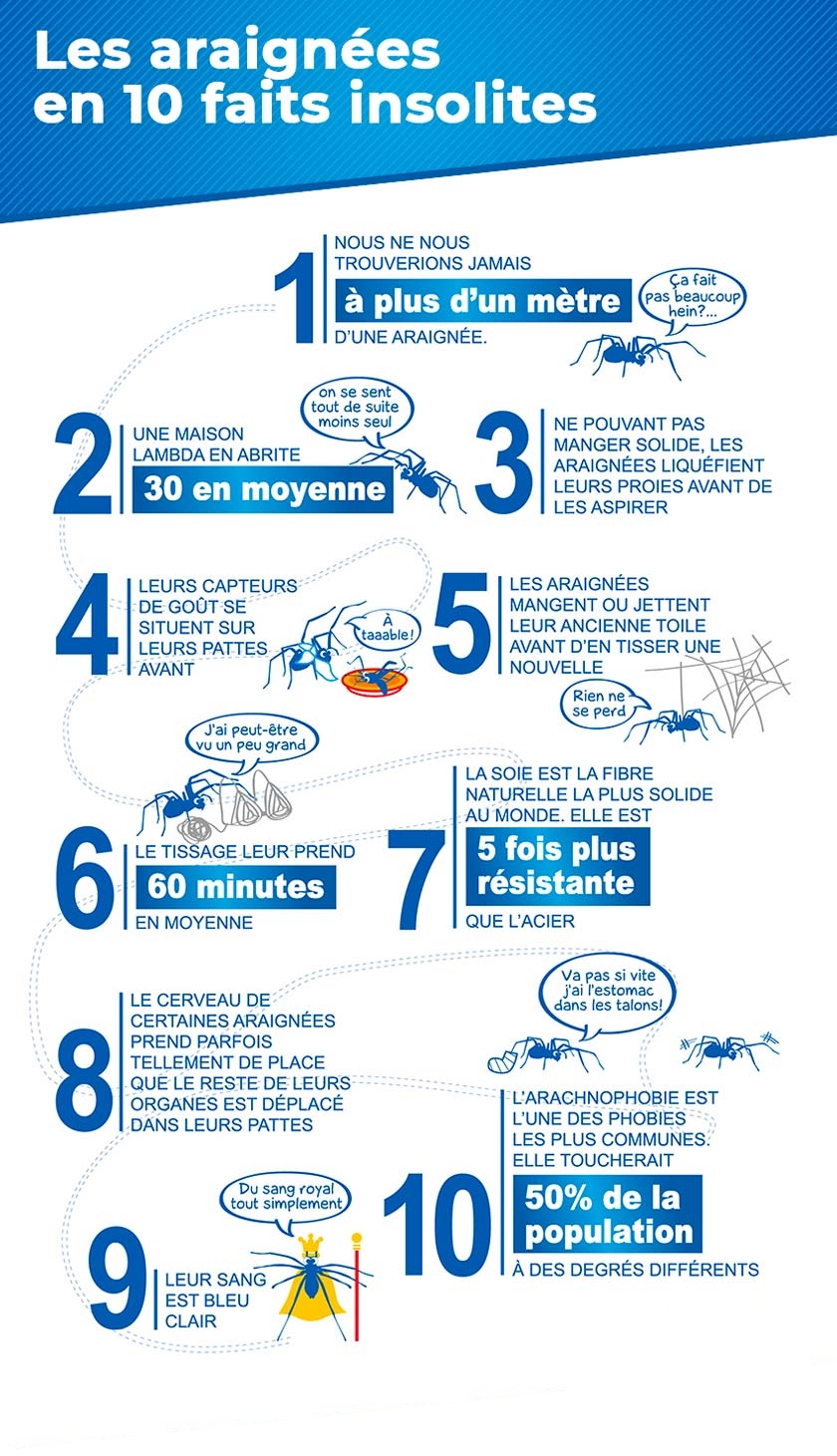 10 faits insolites sur les araignées