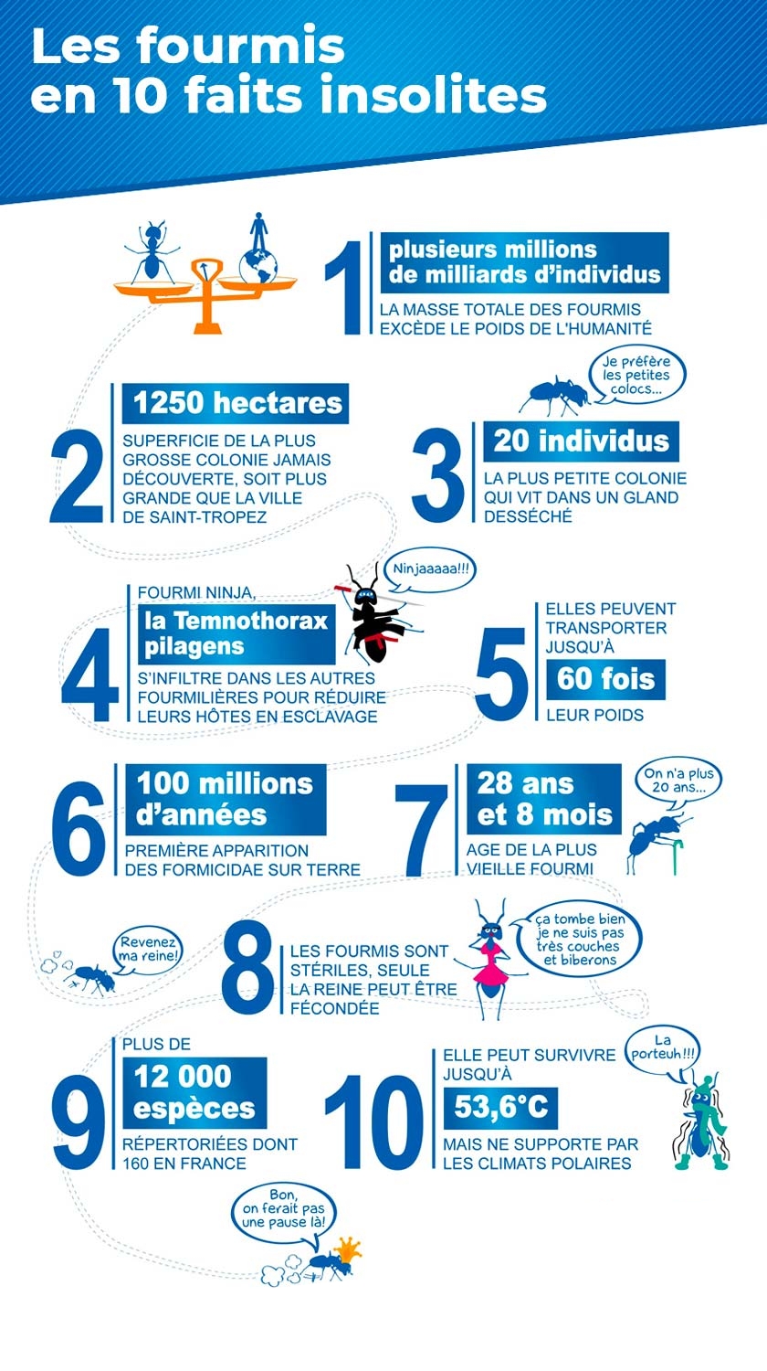 Infographie : 10 faits insolites sur les fourmis