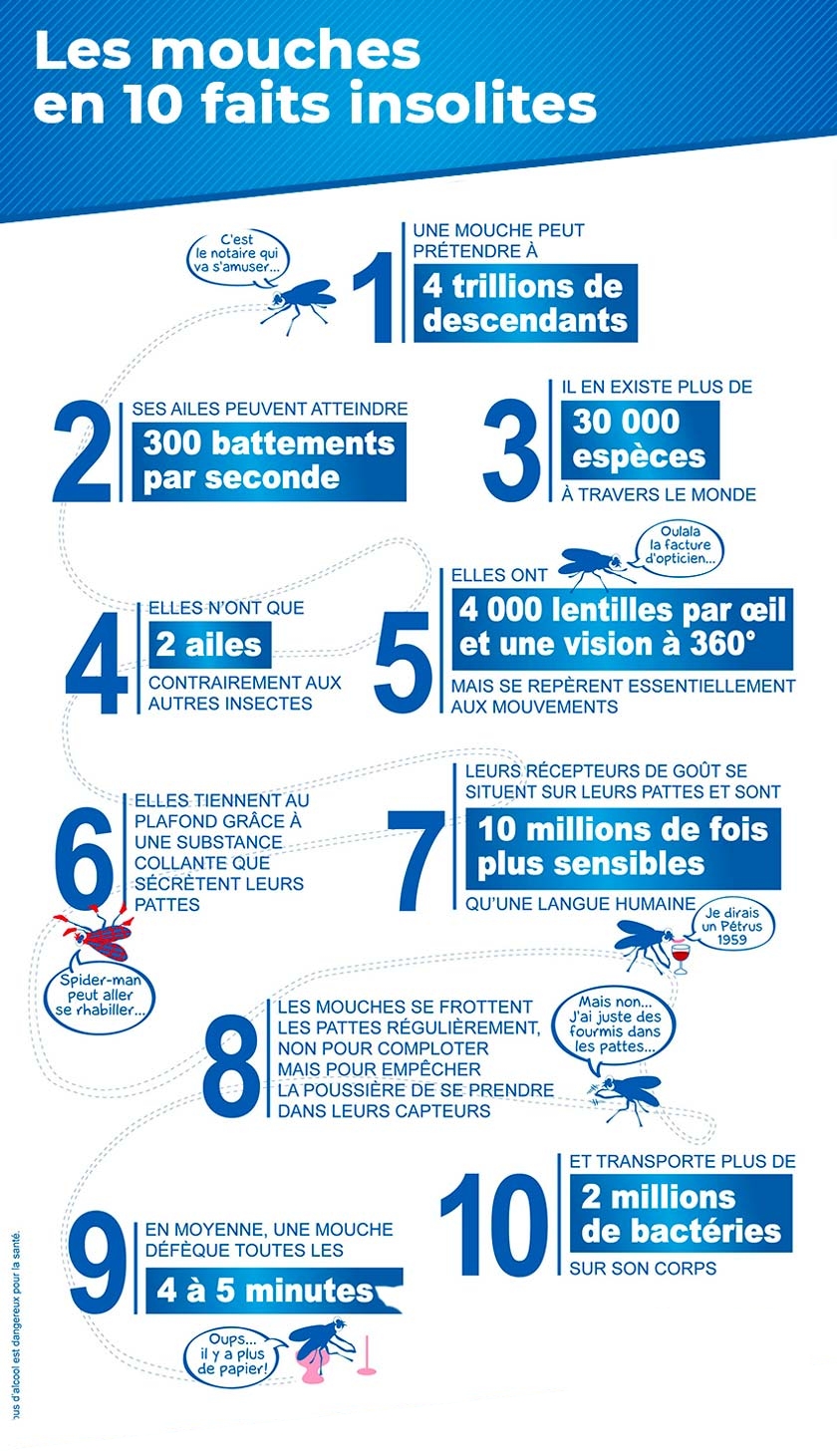 Infographie : 10 faits insolites sur les mouches